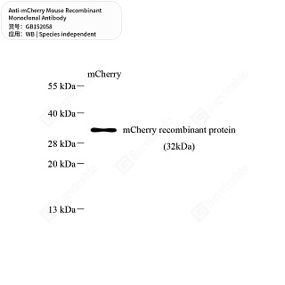 Антитела первичные, моноклональные мыши к mCherry, 100 мкл