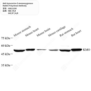 Антитела первичные, поликл. кролика к kynurenine 3-monooxygenase крысы, мыши, человека, 50 мкл