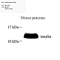 Антитела первичные, моноклональные, Insulin, 100 мкл