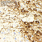 Антитела первичные, моноклональные, Tyrosine Hydroxylase, 100 мкл