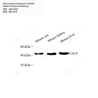 Антитела первичные, поликлональные кролика к Carbonic Anhydrase 14/CA14 крысы, мыши, 50 мкл
