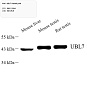 Антитела первичные, поликлональные, UBL7, 100 мкл