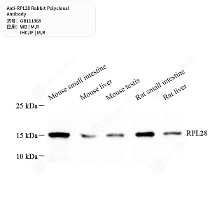 Антитела первичные, поликлональные кролика к RPL28 крысы, мыши, 50 мкл