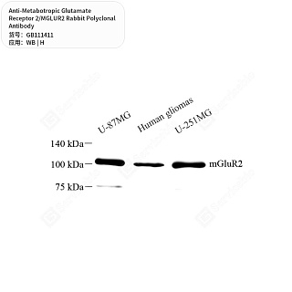Антитела первичные, поликл. кролика к Metabotropic Glutamate Receptor 2/MGLUR2 человека, 50 мкл