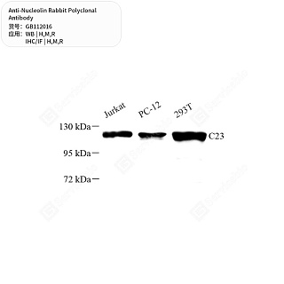 Антитела первичные, поликлональные кролика к Nucleolin крысы, мыши, человека, 50 мкл