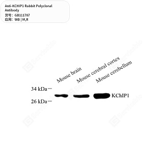 Антитела первичные, поликлональные кролика к KCHIP1 крысы, мыши, 50 мкл