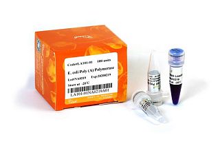Поли(А)-полимераза E. coli, 5х100 ЕД