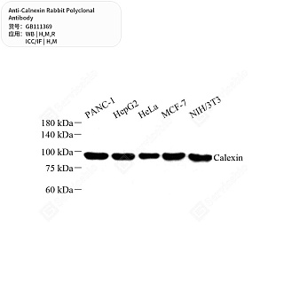 Антитела первичные, поликлональные кролика к Calnexin крысы, мыши, человека, 50 мкл