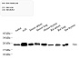 Антитела первичные, поликлональные, Bim, 100 мкл