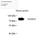 Антитела первичные, поликлональные, MARCO, 100 мкл