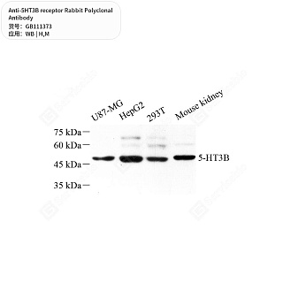 Антитела первичные, поликлональные кролика к 5HT3B receptor мыши, человека, 50 мкл