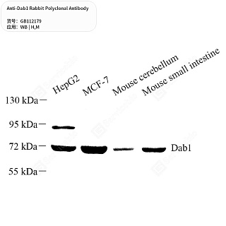 Антитела первичные, поликлональные кролика к Dab1 мыши, человека, 50 мкл