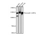 Антитела первичные, моноклональные Neuropilin-1 (ARC0488), 100 мкл