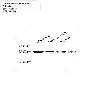 Антитела первичные, поликлональные кролика к POLR3D крысы, мыши, 50 мкл