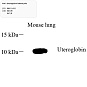 Антитела первичные, поликлональные, Uteroglobin, 100 мкл