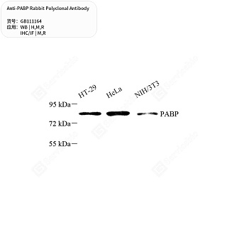 Антитела первичные, поликлональные кролика к PABP крысы, мыши, человека, 50 мкл