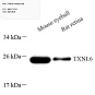 Антитела первичные, поликлональные, TXNL6, 100 мкл