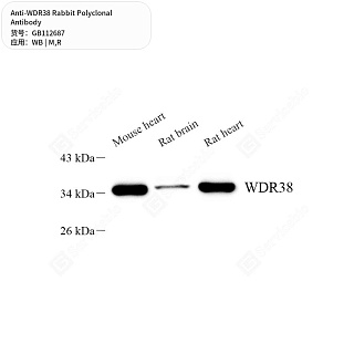 Антитела первичные, поликлональные кролика к WDR38 крысы, мыши, 50 мкл