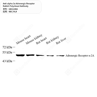 Антитела первичные, поликлональные кролика к alpha 2a Adrenergic Receptor крысы, мыши, 50 мкл