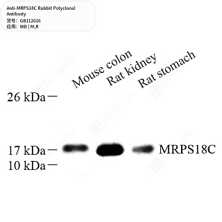 Антитела первичные, поликлональные кролика к MRPS18C крысы, мыши, 50 мкл
