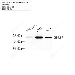 Антитела первичные, поликлональные кролика к GPCR GPR17 мыши, человека, 50 мкл