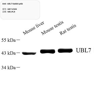Антитела первичные, поликлональные кролика к UBL7 крысы, мыши, 100 мкл