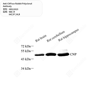 Антитела первичные, поликлональные кролика к CNPase крысы, мыши, 50 мкл