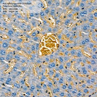 Антитела первичные, поликлональные кролика к Apolipoprotein CIII мыши, 50 мкл