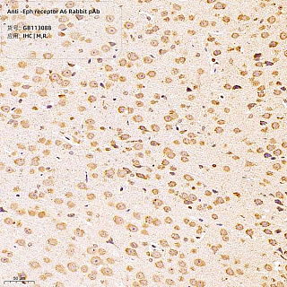 Антитела первичные, поликлональные кролика к Eph receptor A6 крысы, мыши, 100 мкл