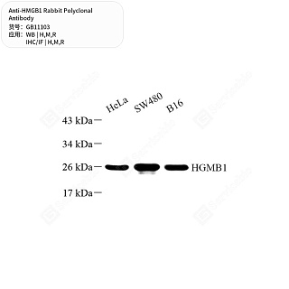 Антитела первичные, поликлональные кролика к HMGB1 крысы, мыши, человека, 50 мкл