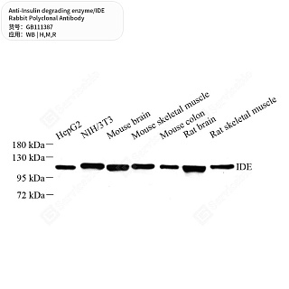 Антитела первичные, поликл. кролика к Insulin degrading enzyme/IDE крысы, мыши, человека, 50 мкл