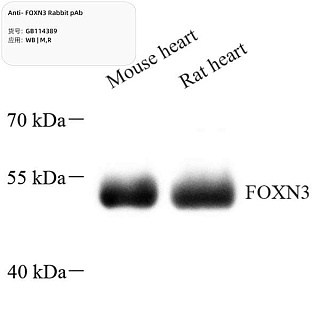 Антитела первичные, поликлональные кролика к FOXN3 крысы, мыши, 100 мкл