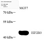 Антитела первичные, поликлональные, eIF2B3, 100 мкл