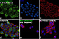 Антитела первичные, моноклональные Cytokeratin Pan, 500 мкл
