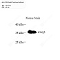 Антитела первичные, поликлональные кролика к COQ5 мыши, 100 мкл