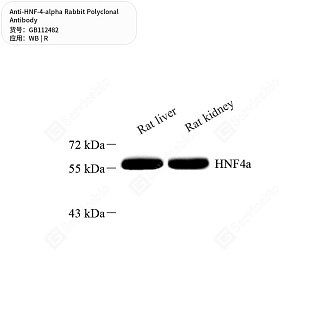Антитела первичные, поликлональные кролика к HNF-4-alpha крысы, 50 мкл
