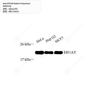 Антитела первичные, поликлональные кролика к EIF1AY крысы, мыши, человека, 50 мкл