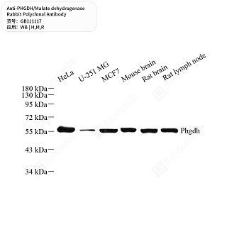 Антитела первичные, поликл. кролика к PHGDH/Malate dehydrogenase крысы, мыши, человека, 50 мкл
