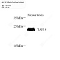 Антитела первичные, поликлональные кролика к TAF10 мыши, 100 мкл
