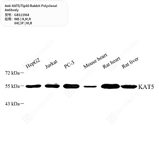 Антитела первичные, поликлональные кролика к KAT5/Tip60 крысы, мыши, человека, 50 мкл
