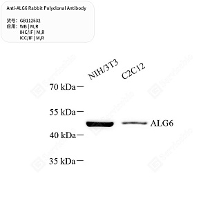 Антитела первичные, поликлональные кролика к ALG6 крысы, мыши, 50 мкл