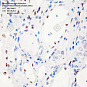 Антитела первичные, моноклональные, Phospho-STAT3(Tyr705), 100 мкл