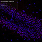 Антитела первичные, поликлональные, Exonuclease 1, 100 мкл