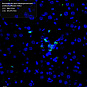Антитела первичные, моноклональные, Myeloperoxidase, 100 мкл