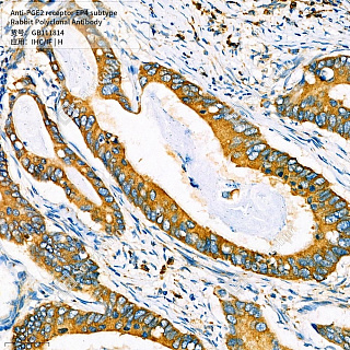 Антитела первичные, поликлональные кролика к PGE2 receptor EP4 subtype человека, 50 мкл