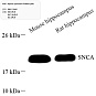 Антитела первичные, поликлональные, alpha-synuclein, 100 мкл