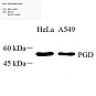 Антитела первичные, поликлональные, PGD, 100 мкл