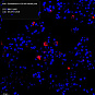Антитела первичные, поликлональные, Sialoadhesin/CD169, 100 мкл
