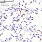 Антитела первичные, поликлональные, Prosurfactant Protein C, 100 мкл