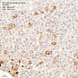 Антитела первичные, поликлональные кролика к Galanin мыши, 50 мкл
